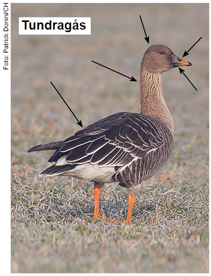 Tundragås. Foto: Patrick Donini/CH